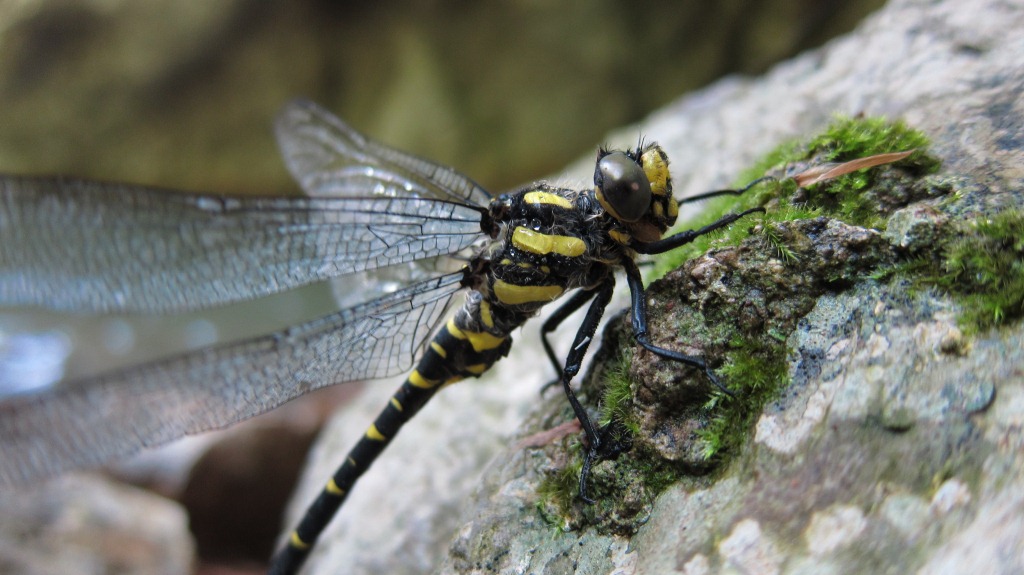 Libellula gialla: Cordulegaster bidentata